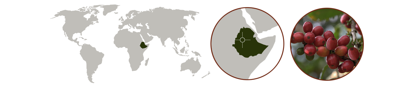 Cupista - Wiege des Kaffees