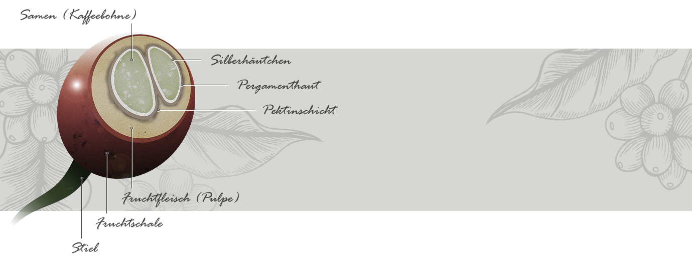 Cupista Bohnenguide Bohne Querschnitt