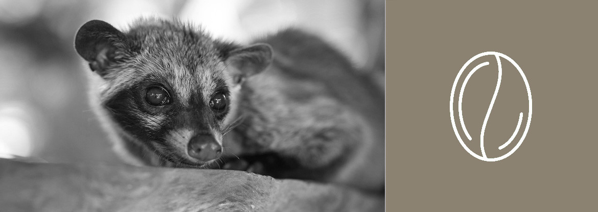 Kaffeesorten - Teil 3