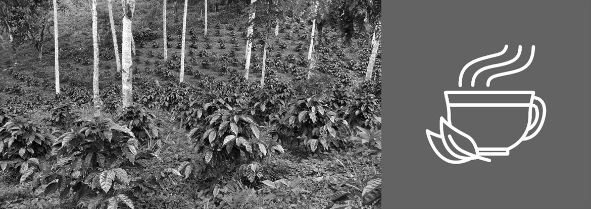 Der Anbau von Kaffeepflanzen - Teil 2