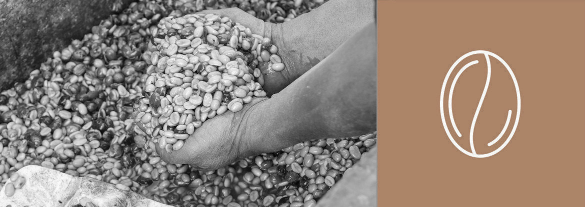 Kaffeeernte und Weiterverarbeitung - Teil 3