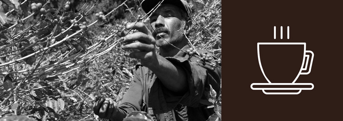 Kaffeeernte und Weiterverarbeitung - Teil 1