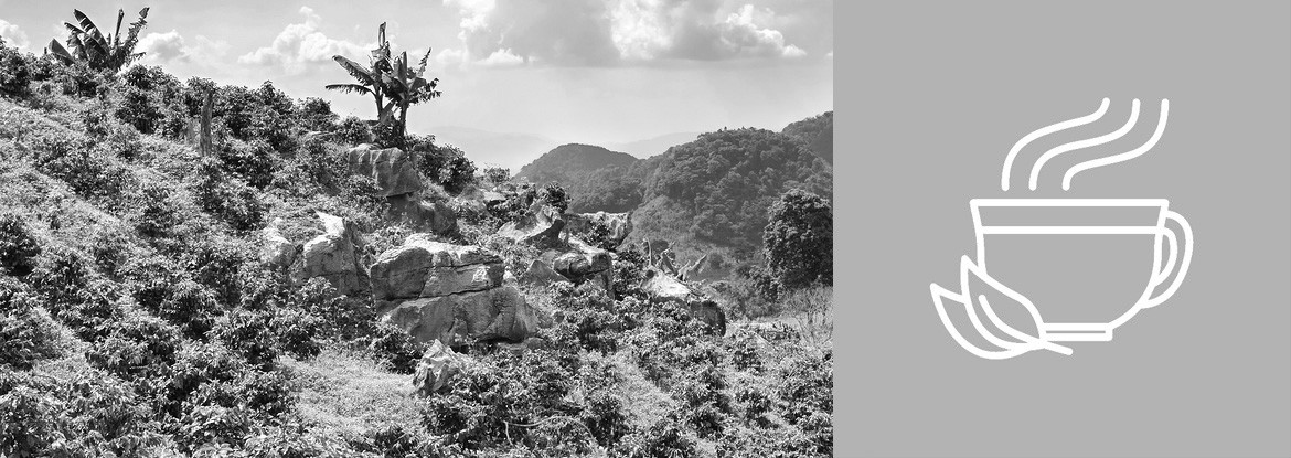 Der Anbau von Kaffeepflanzen - Teil 1