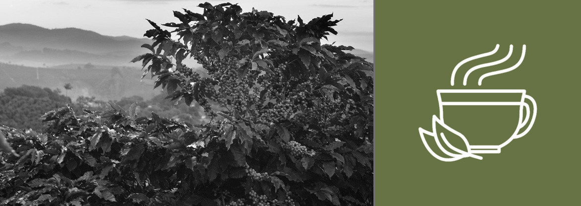 Single Origin - Was versteht man darunter? - Teil 1